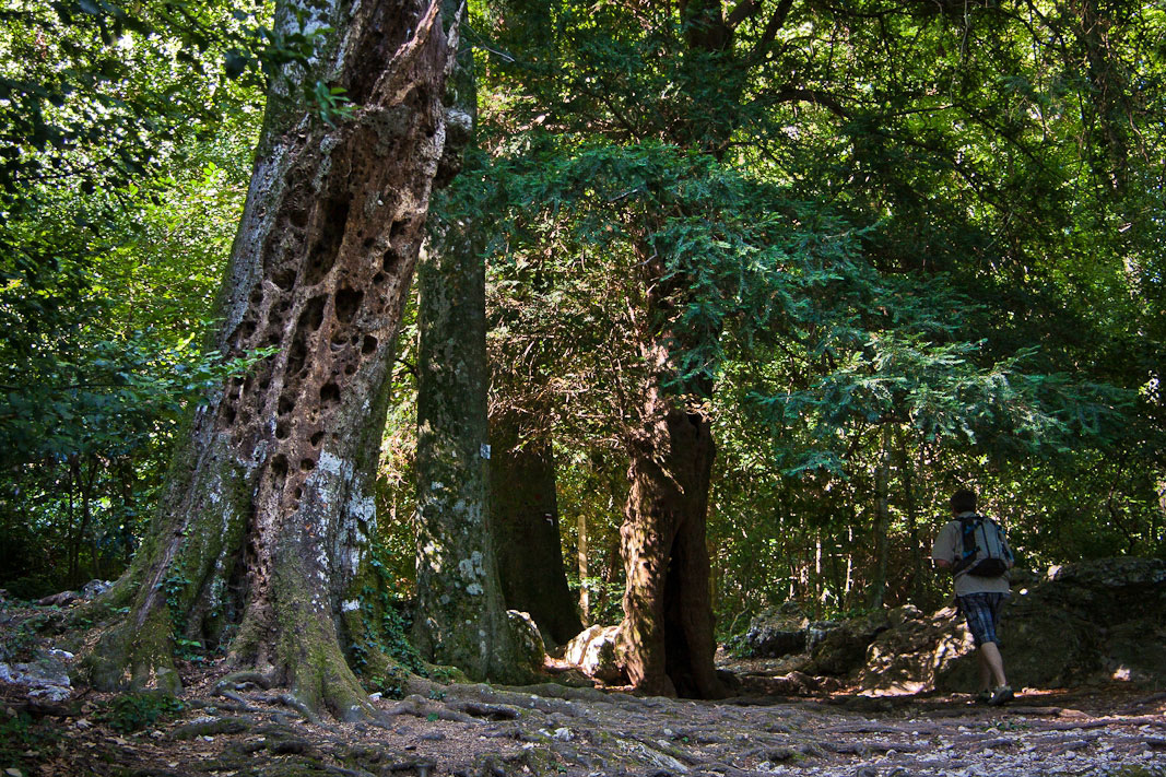 foret-ste-baume.jpg